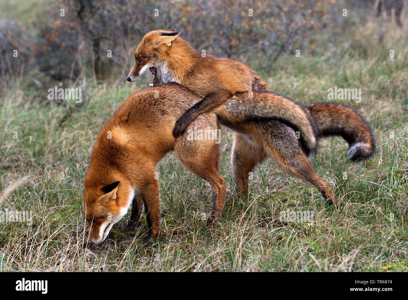 red fox (Vulpes vulpes), two young foxes fighting playfully in the forest, territorial fight, Germany, Bavaria Stock Photo