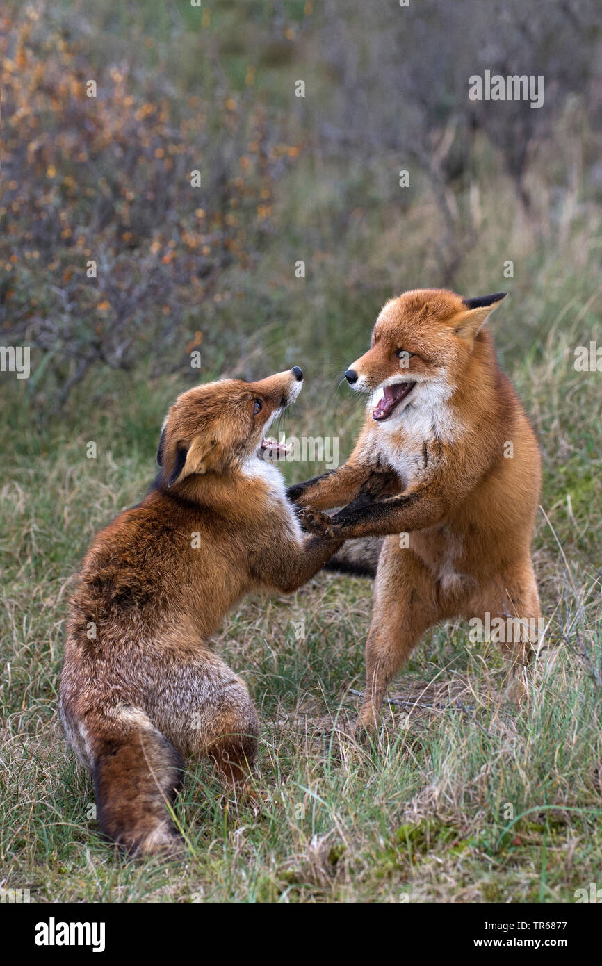 red fox (Vulpes vulpes), two young foxes fighting playfully in the forest, territorial fight, Germany, Bavaria Stock Photo