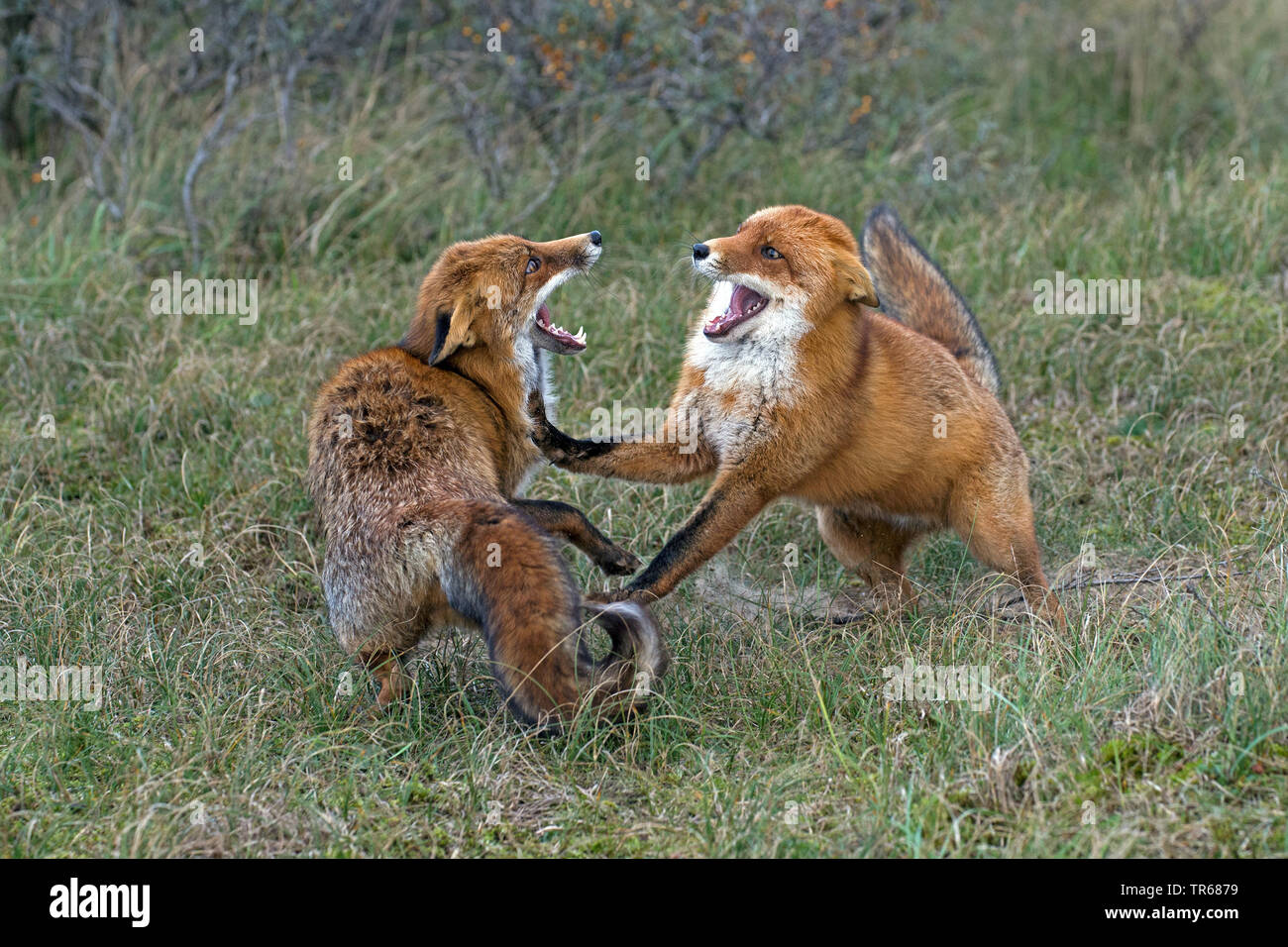red fox (Vulpes vulpes), two young foxes fighting playfully in the