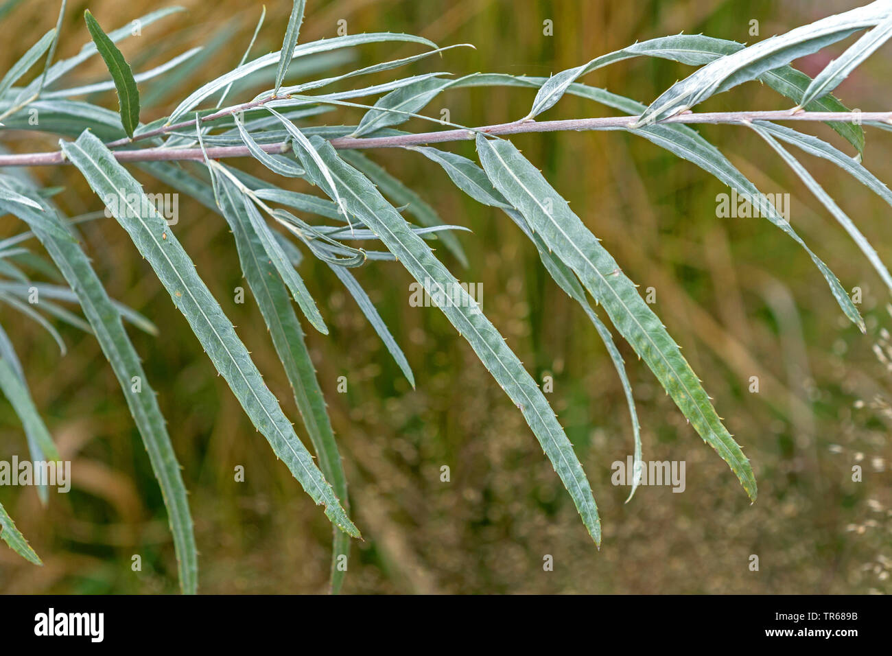 Koyoten-Weide, Koyotenweide (Salix exigua), Zweig | sand bar willow, sandbar willow (Salix exigua), branch | BLWS476500.jpg [ (c) blickwinkel/McPHOTO/ Stock Photo