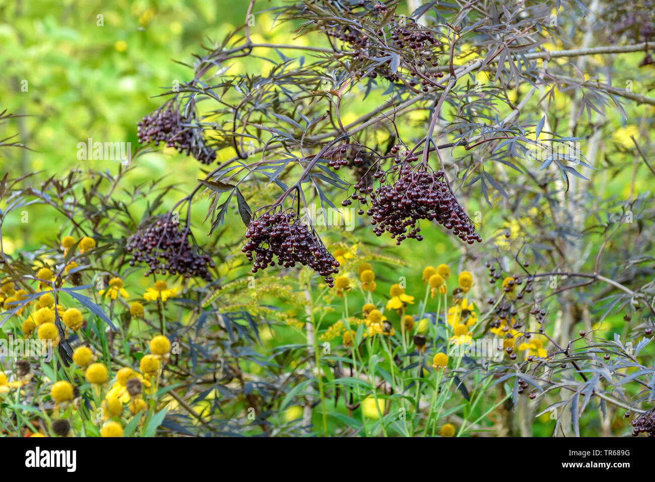 European black elder, Elderberry, Common elder (Sambucus nigra 'Black Lace', Sambucus nigra Black Lace), branch with berries of cultivar Black Lace Stock Photo