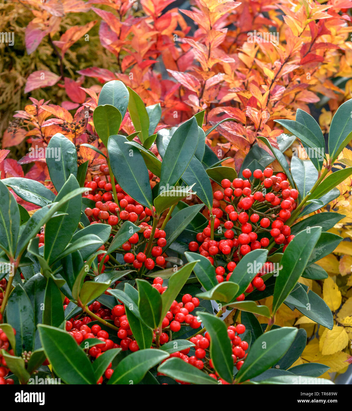 Japanese Skimmia (Skimmia japonica 'Pabella', Skimmia japonica Pabella), fruiting, cultivar Pabella Stock Photo