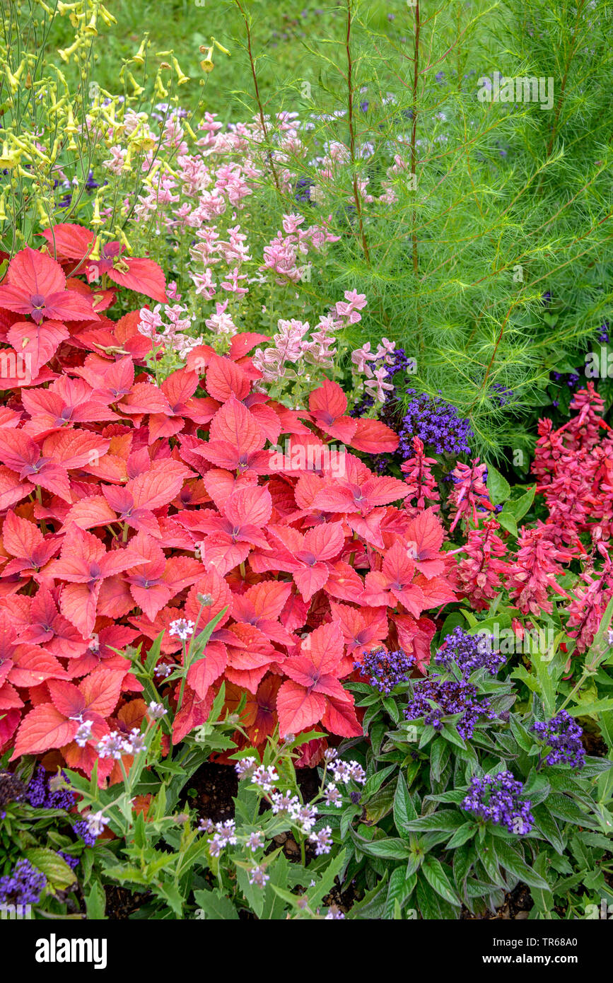 Coleus, Painted Nettle (Coleus blumei, Solenostemon scutellarioides), in a flowerbed Stock Photo