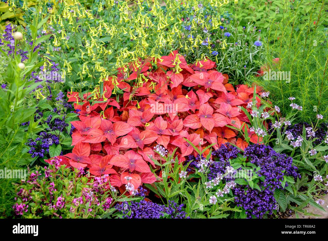 Coleus, Painted Nettle (Coleus blumei, Solenostemon scutellarioides), in a flowerbed Stock Photo