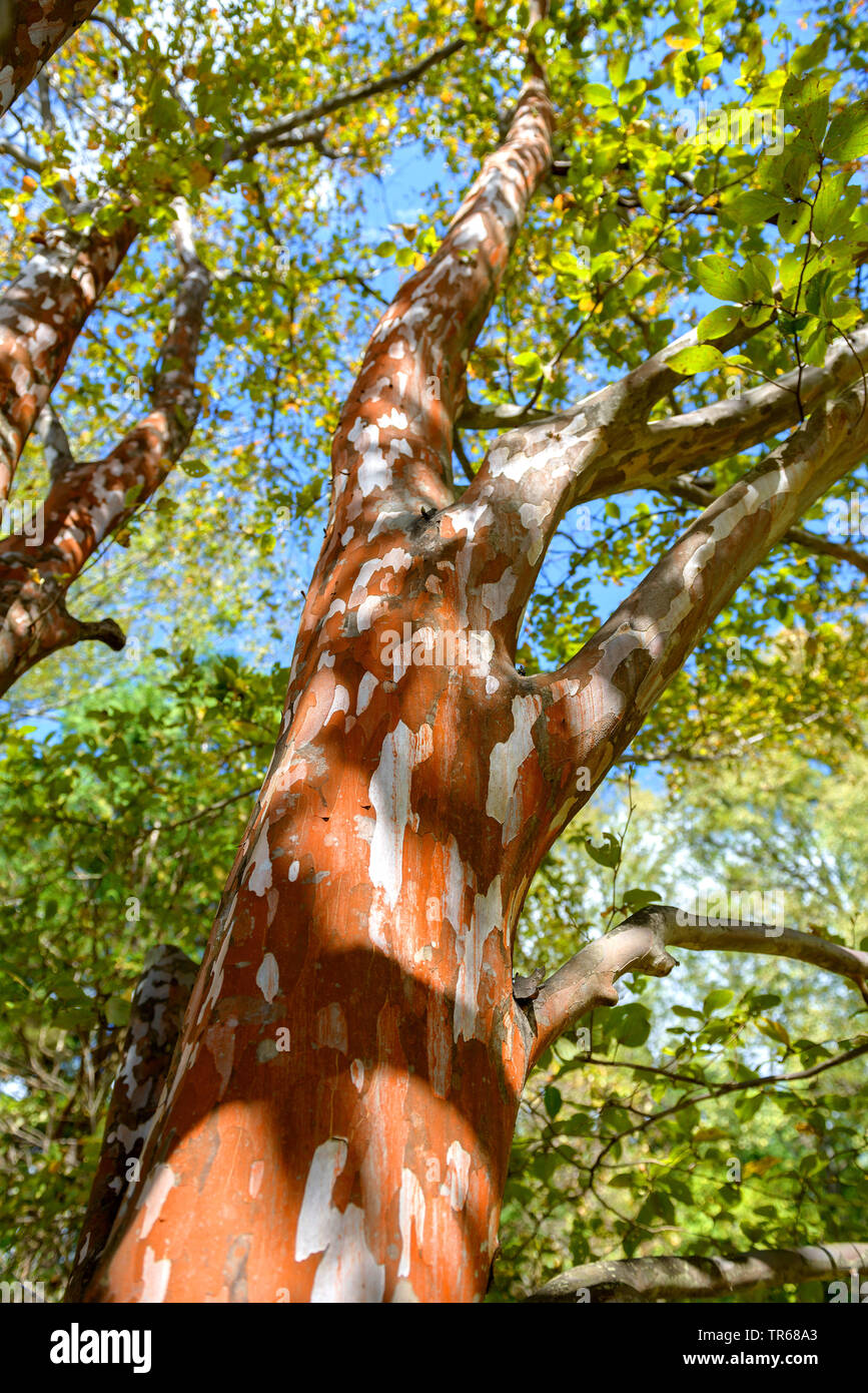 Japanese stewartia (Stewartia pseudocamellia), trunk, Japan, Honshu Stock Photo