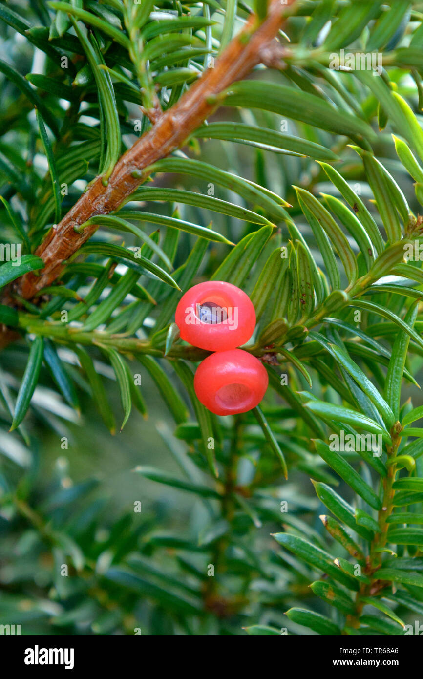 Japanese yew, pyramidal yew (Taxus cuspidata f nana, Taxus cuspidata 'Nana', Taxus cuspidata Nana), seeds cultivar Nana Stock Photo