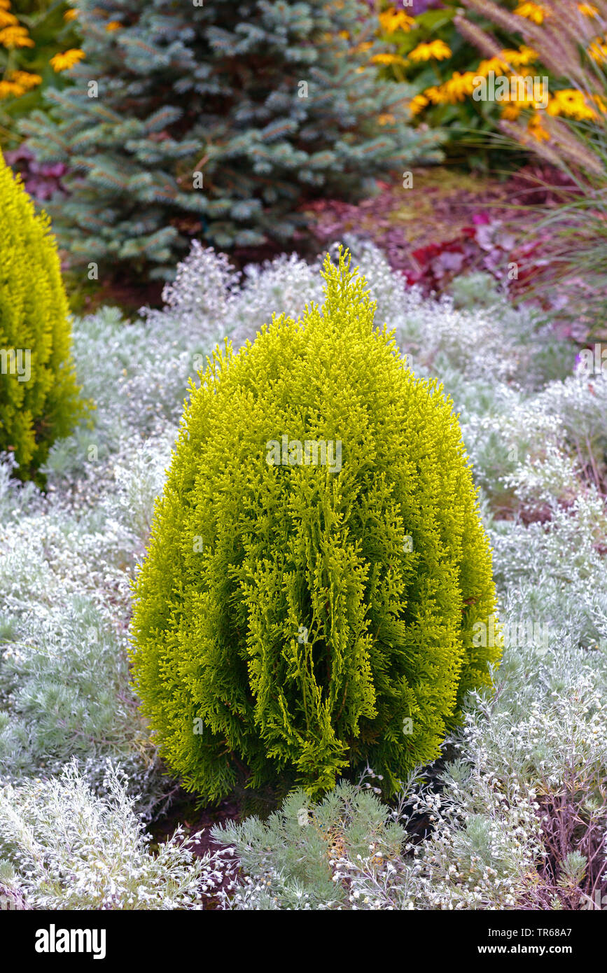 yellow cedar, eastern white cedar (Thuja occidentalis 'Aurea Nana', Thuja occidentalis Aurea Nana), cultivar Aurea Nana, Germany, Lower Saxony Stock Photo