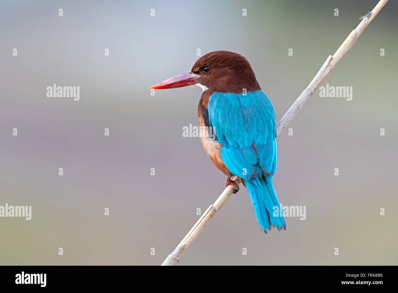 white-throated kingfisher, White-breasted Kingfisher, River Kingfisher (Halcyon smyrnensis), sitting on reed, Israel Stock Photo