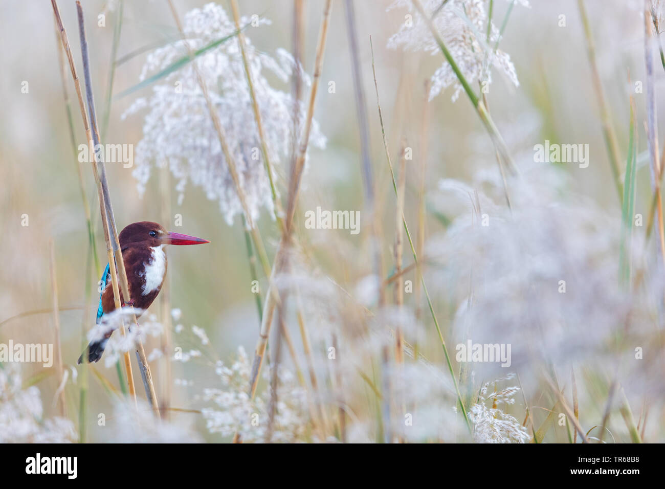 white-throated kingfisher, White-breasted Kingfisher, River Kingfisher (Halcyon smyrnensis), sitting on reed, Israel Stock Photo