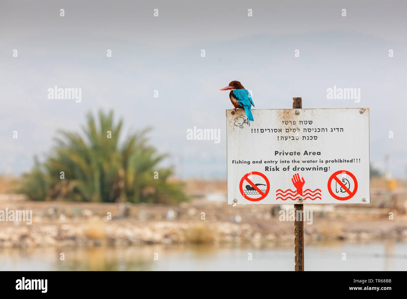 white-throated kingfisher, White-breasted Kingfisher, River Kingfisher (Halcyon smyrnensis), sitting on a sign no fishing, Israel Stock Photo