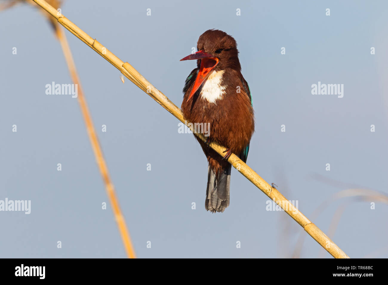 white-throated kingfisher, White-breasted Kingfisher, River Kingfisher (Halcyon smyrnensis), sitting on reed calling, Israel Stock Photo