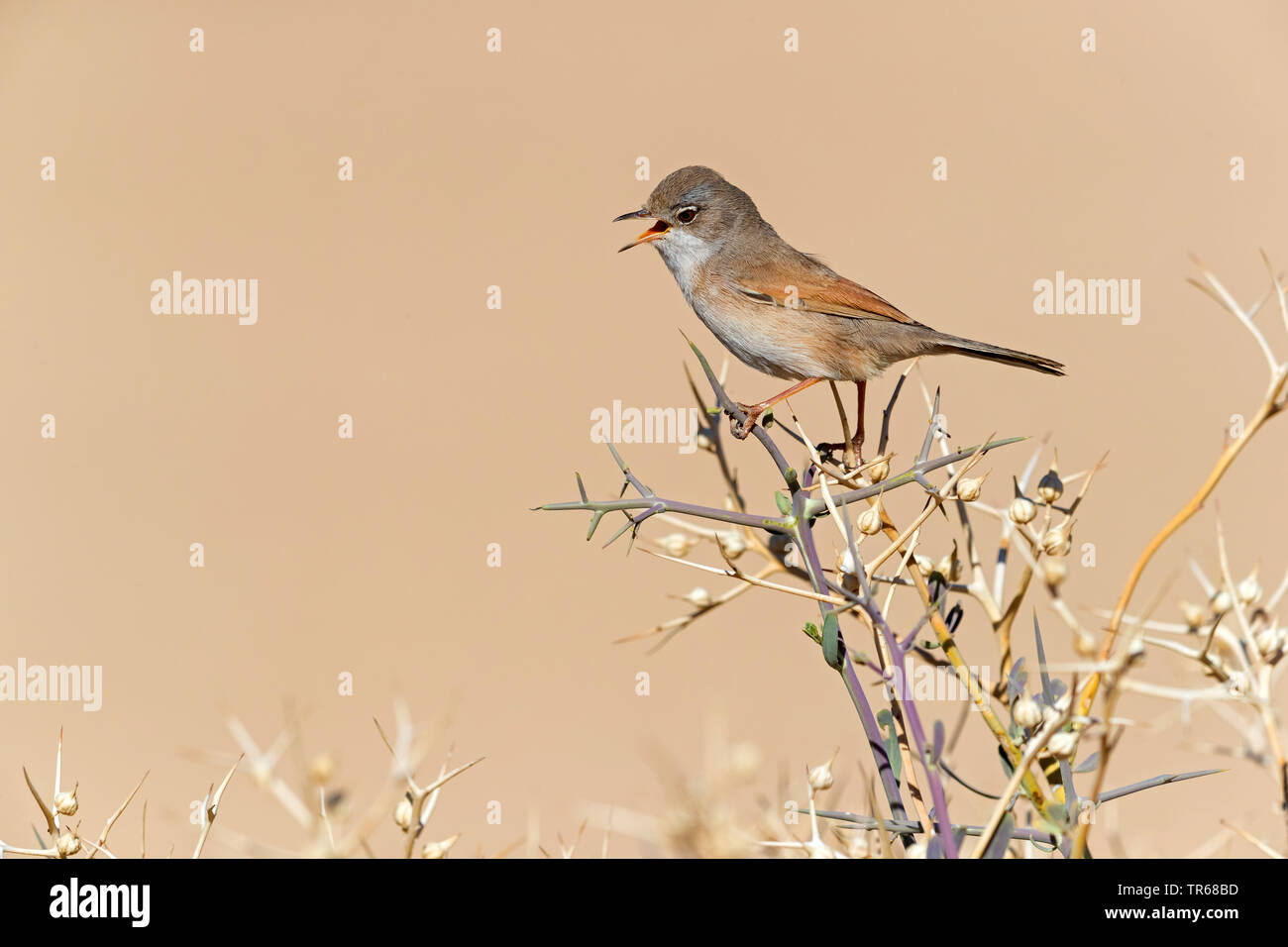spectacled warbler (Sylvia conspicillata), singing male on a bush, Israel Stock Photo