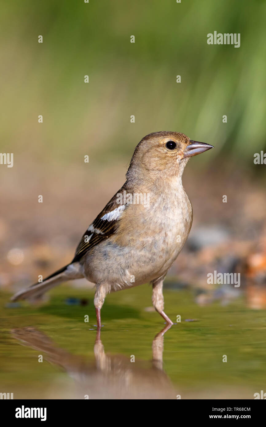 chaffinch (Fringilla coelebs), in water, Greece, Lesbos Stock Photo