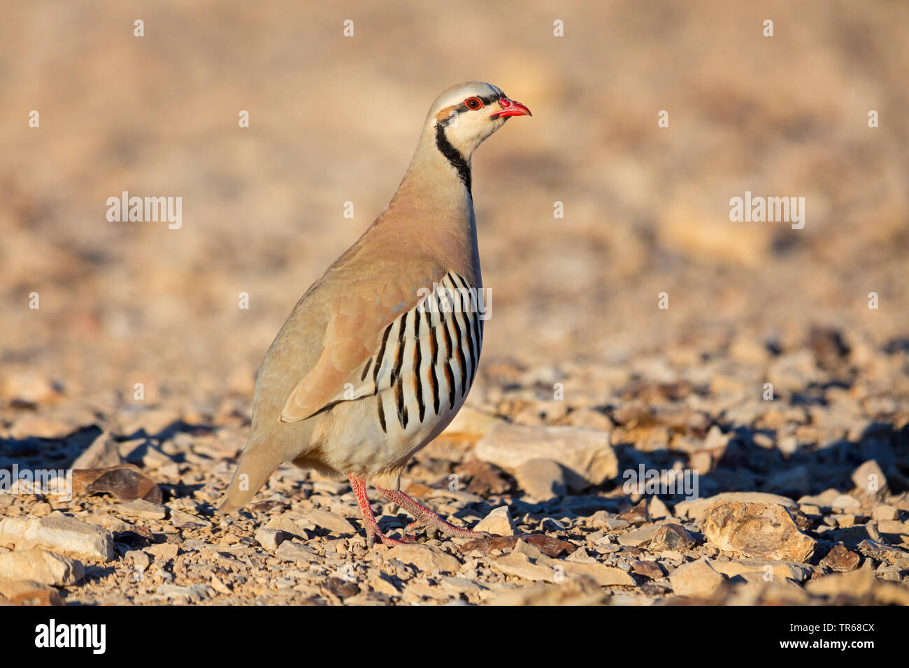 chukar partridge (Alectoris chukar), on the ground, Israel Stock Photo