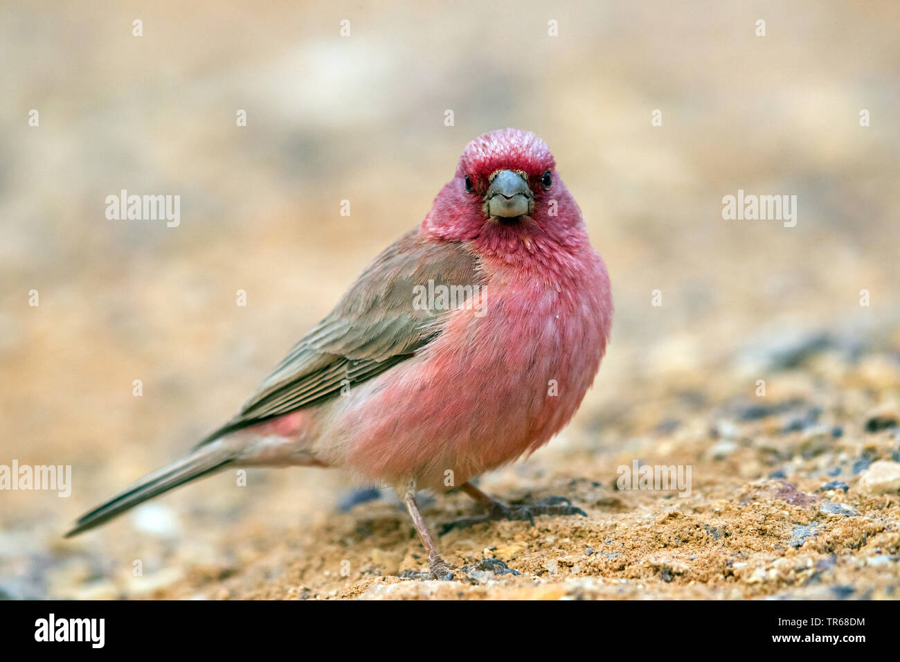 sinai rosefinch (Carpodacus synoicus), male on the ground, Israel Stock Photo