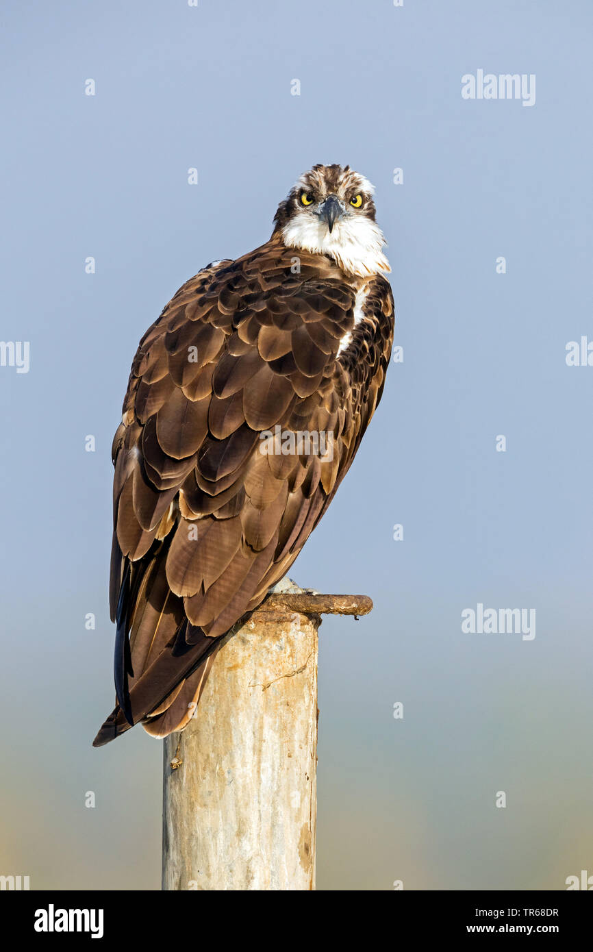 osprey, fish hawk (Pandion haliaetus), on a post, Israel Stock Photo