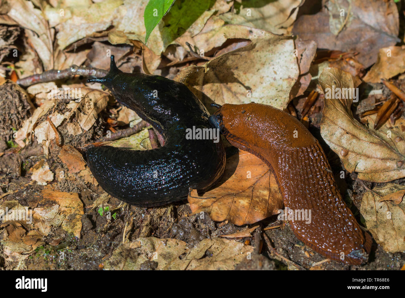 Spanish slug, Lusitanian slug (Arion lusitanicus, Arion vulgaris), spanish slug attacking black slug, Germany, Mecklenburg-Western Pomerania Stock Photo