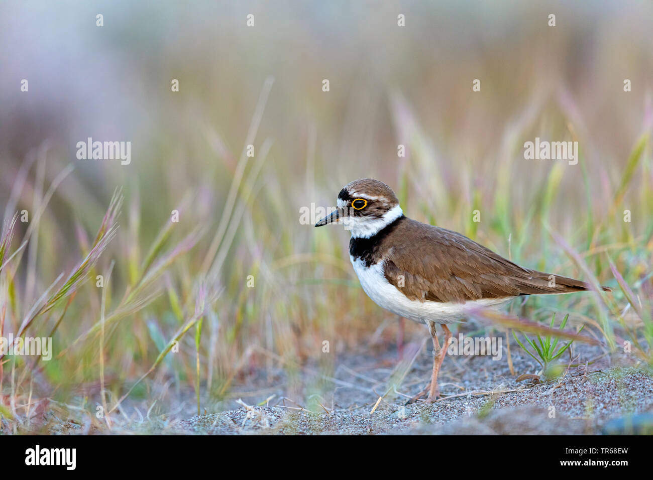 little ringed plover (Charadrius dubius), foraging on the ground, Greece, Lesbos Stock Photo