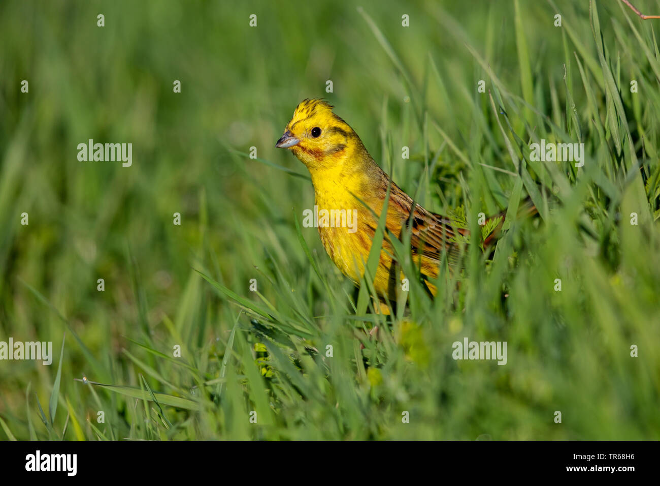 yellowhammer (Emberiza citrinella), male in a meadow, Germany, Rhineland-Palatinate Stock Photo