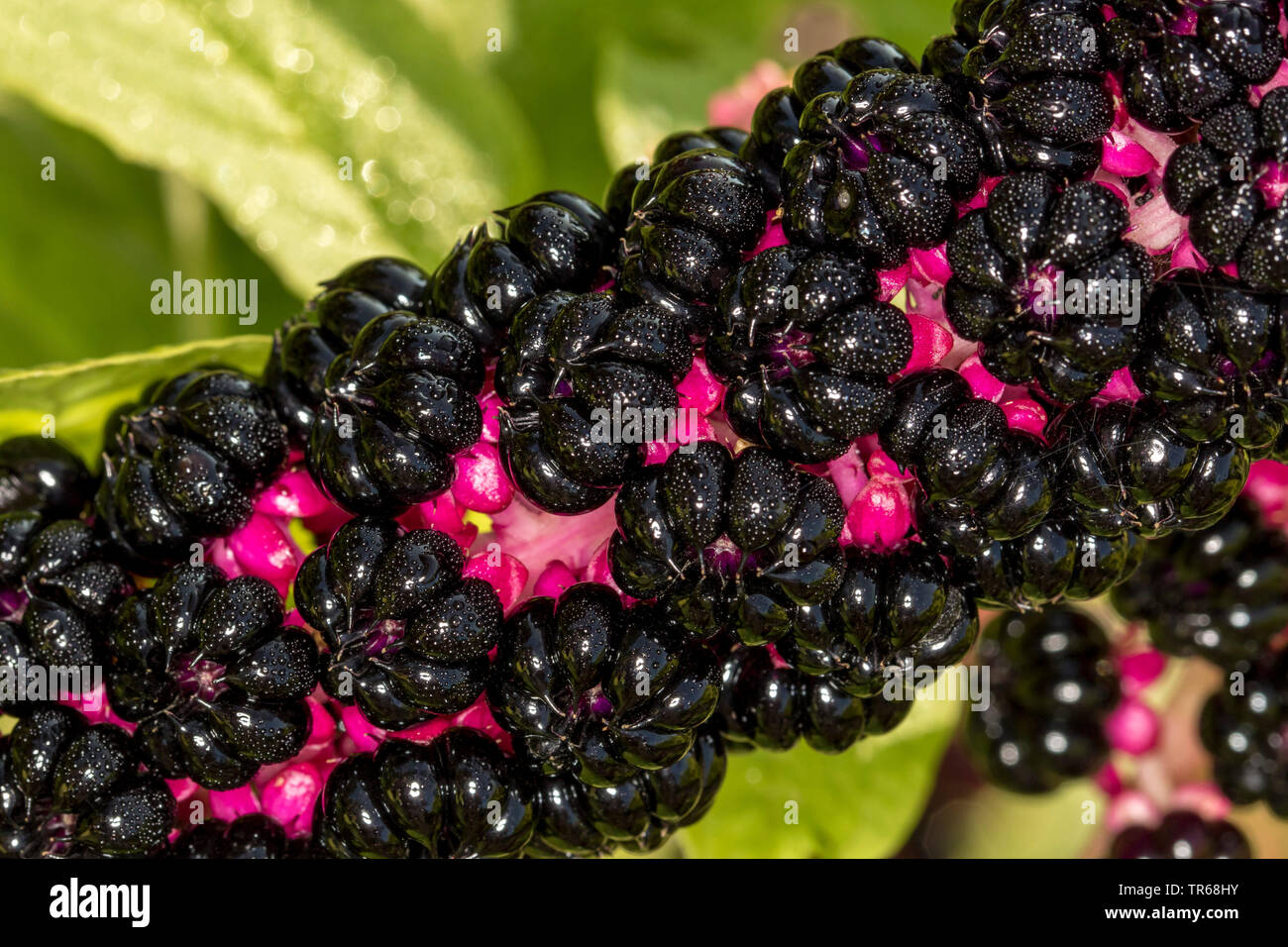 Pokeweed, Indian poke, Red-ink Plant, Indian Pokeweed (Phytolacca esculenta, Phytolacca acinosa), fruits, Germany, Mecklenburg-Western Pomerania Stock Photo