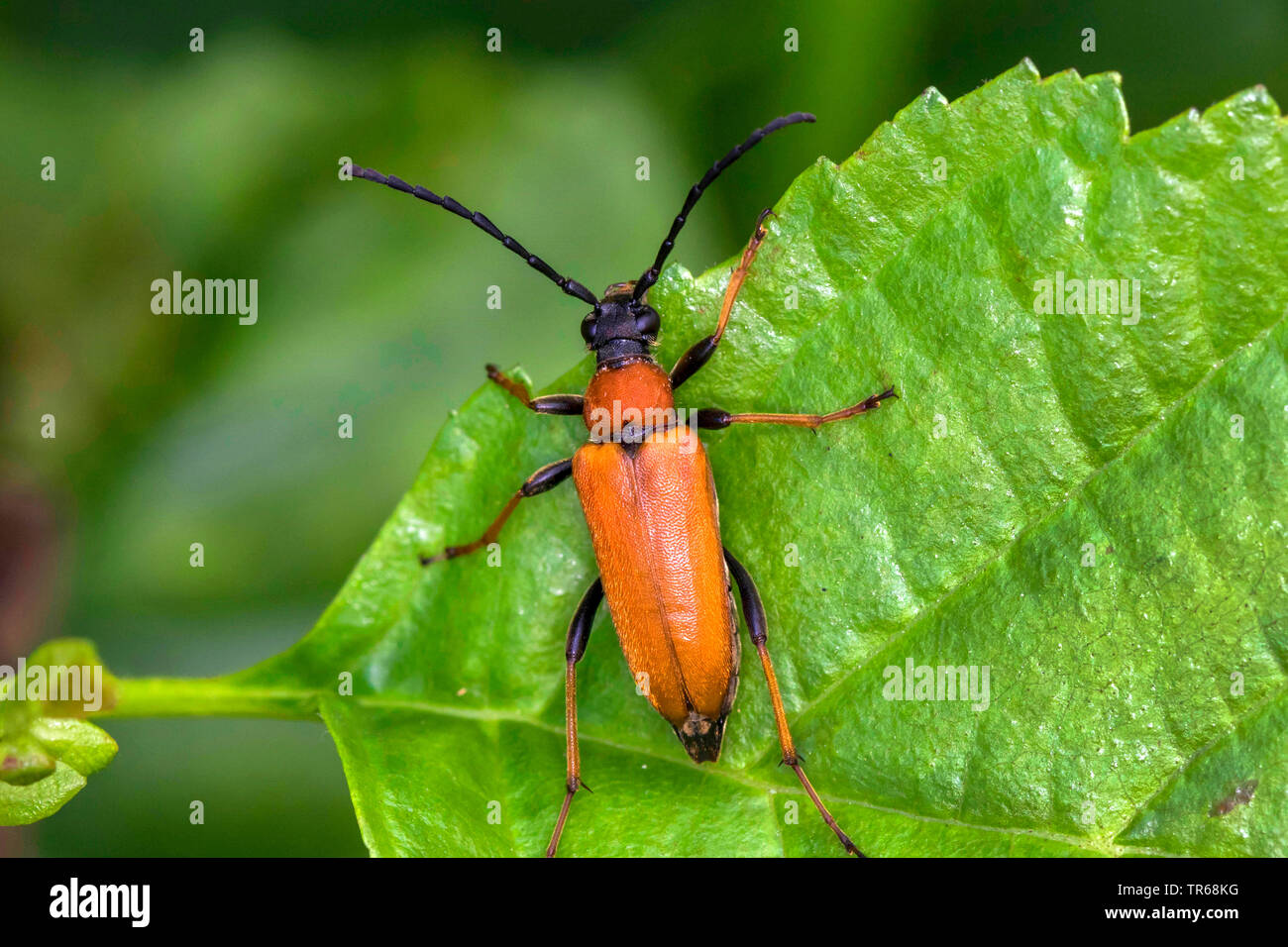 Red Longhorn Beetle (Anoplodera rubra, Stictoleptura rubra, Leptura rubra, Corymbia rubra, Aredolpona rubra), female sitting on a leaf, Germany, Mecklenburg-Western Pomerania Stock Photo