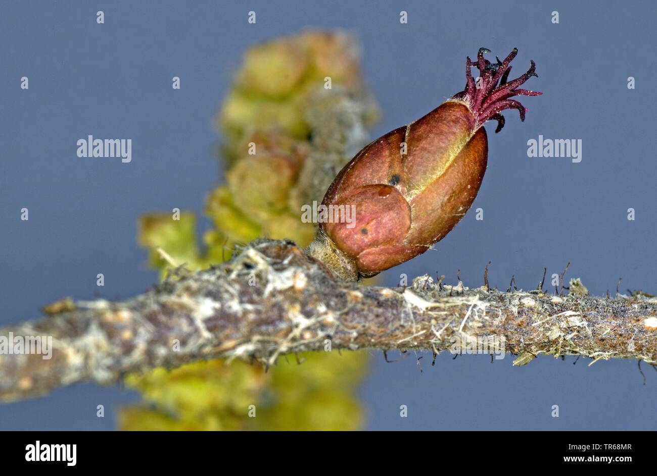 Common hazel (Corylus avellana), female inflorescence, Germany, Bavaria Stock Photo