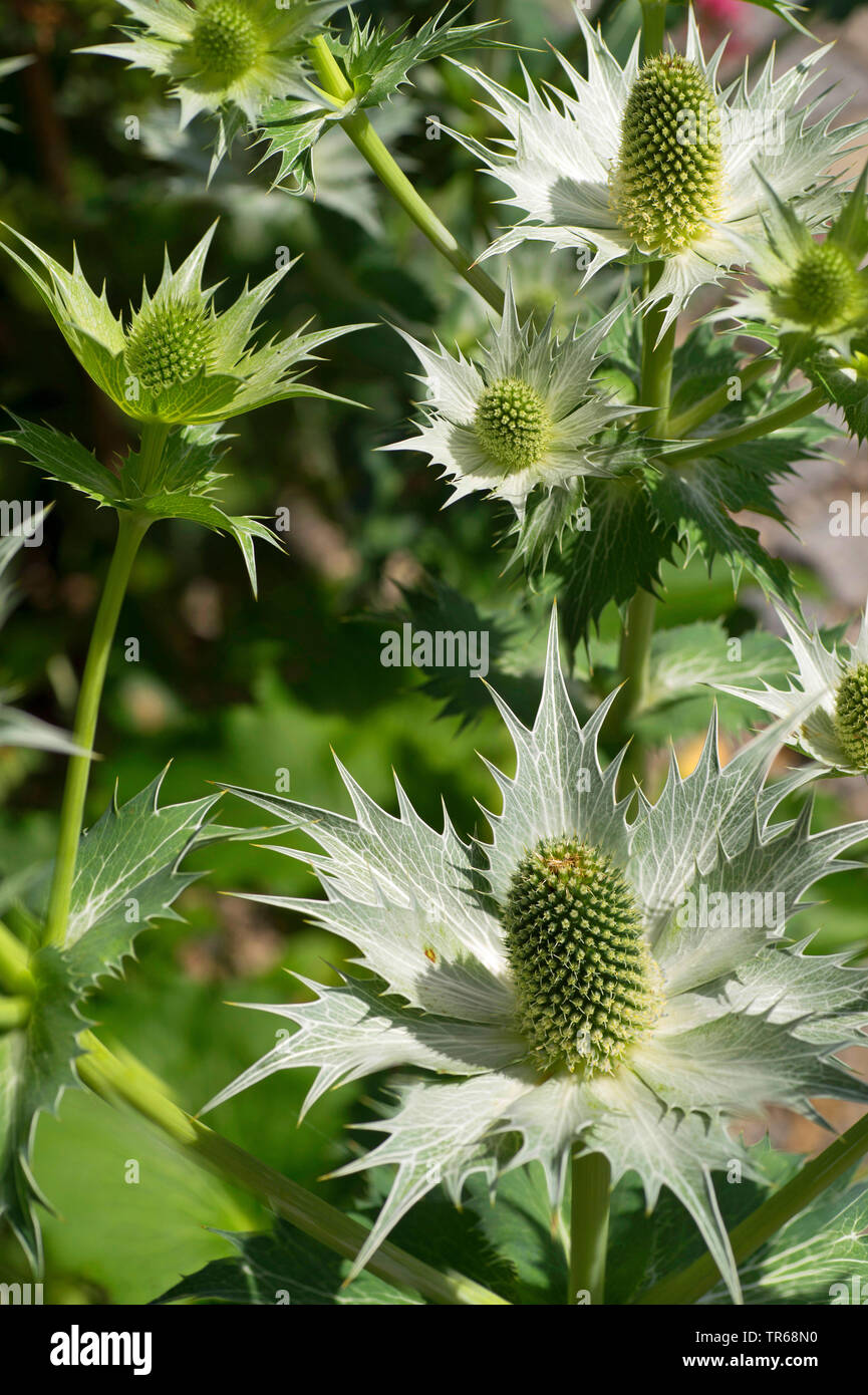 Miss Willmott's ghost (Eryngium giganteum), blooming Stock Photo Alamy