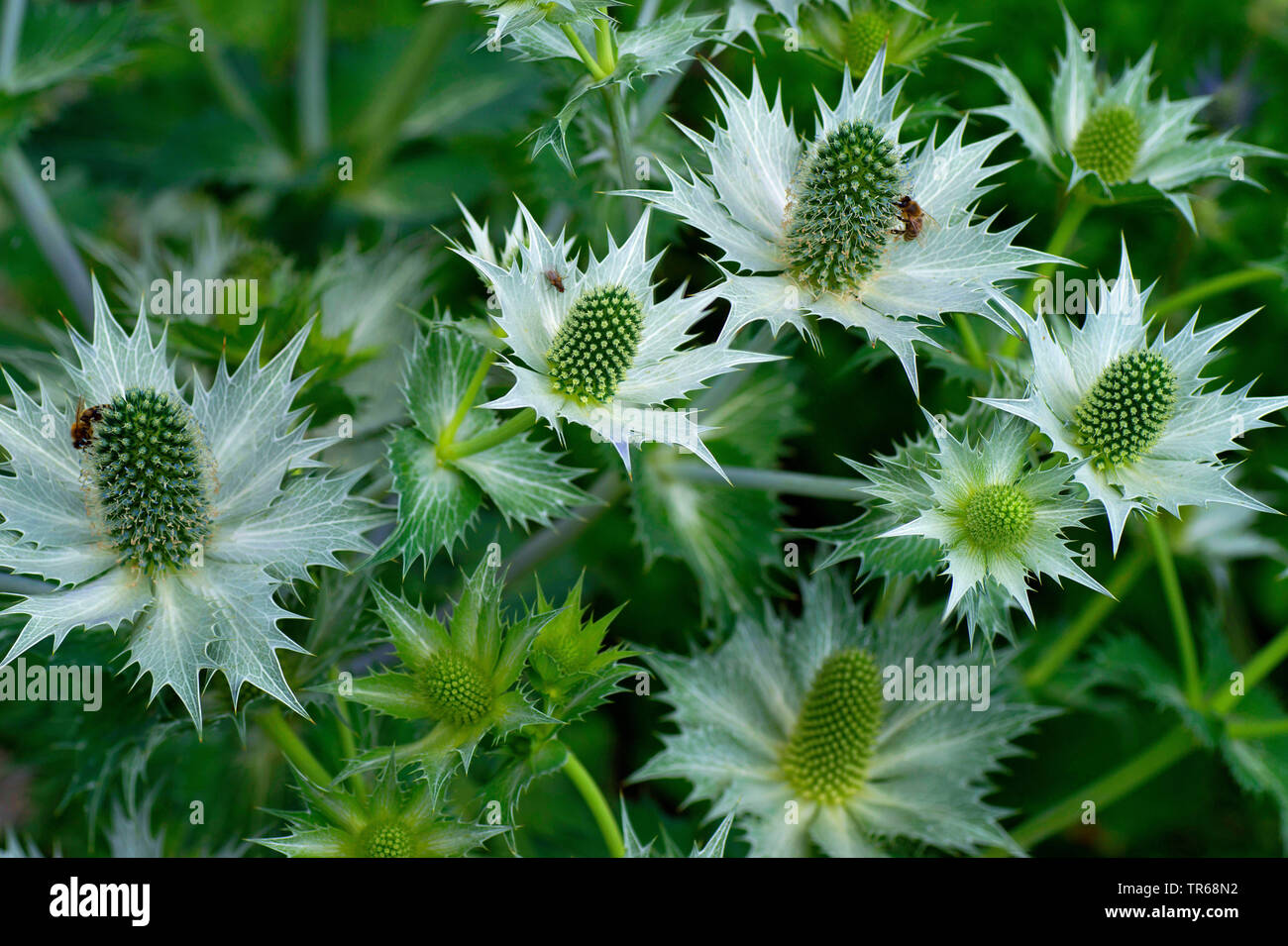 Miss Willmott's ghost (Eryngium giganteum), blooming Stock Photo Alamy