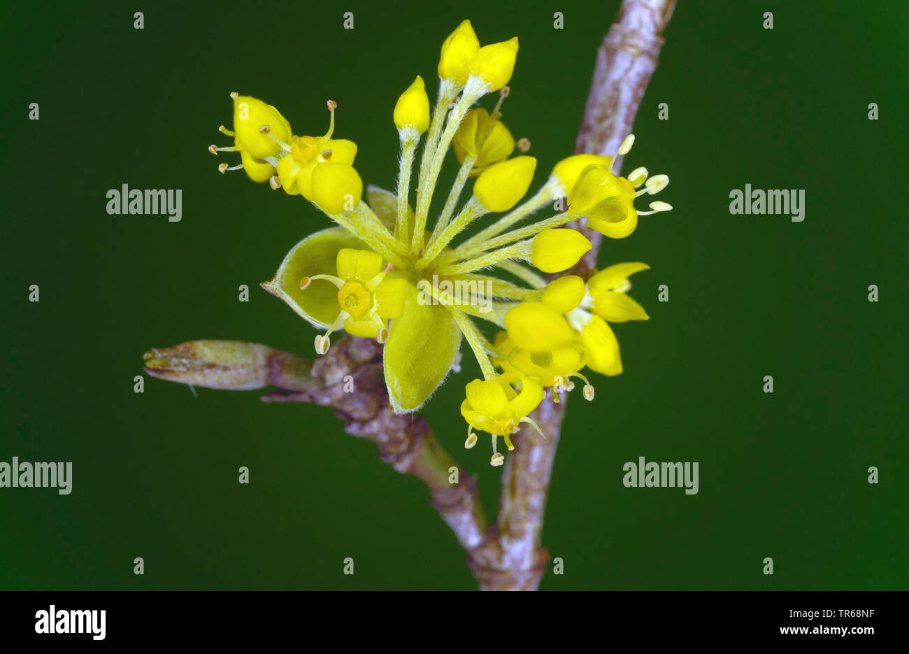 cornelian cherry wood (Cornus mas), flower, Germany, Bavaria Stock Photo