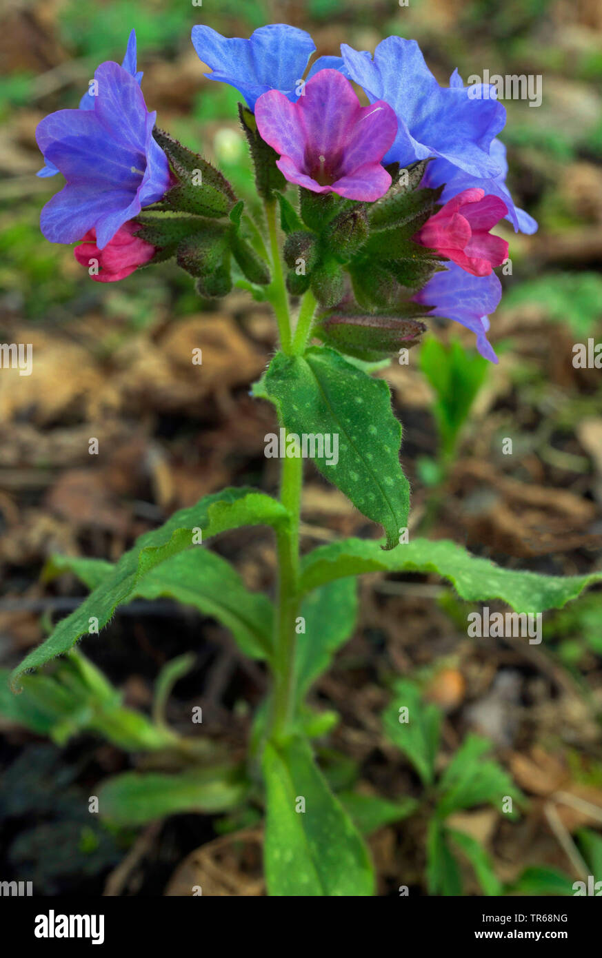 Common lungwort (Pulmonaria officinalis), blooming, Germany, Bavaria Stock Photo