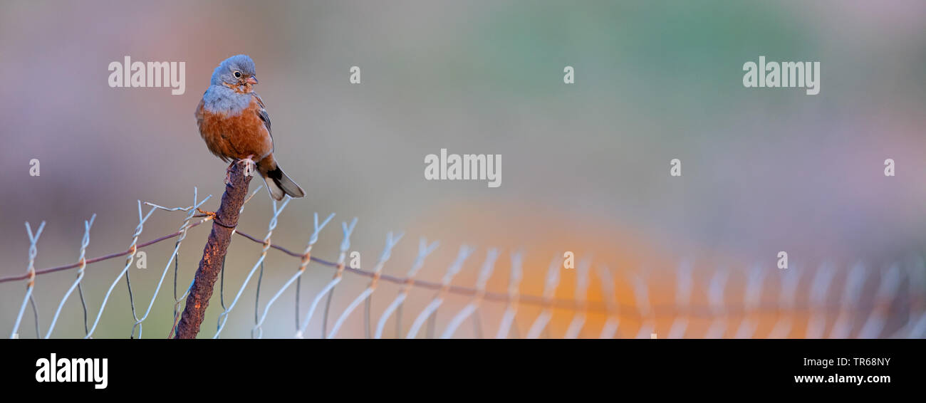 cretzschmar's bunting (Emberiza caesia), male sitting on a rusty fencing post, Greece, Lesbos Stock Photo