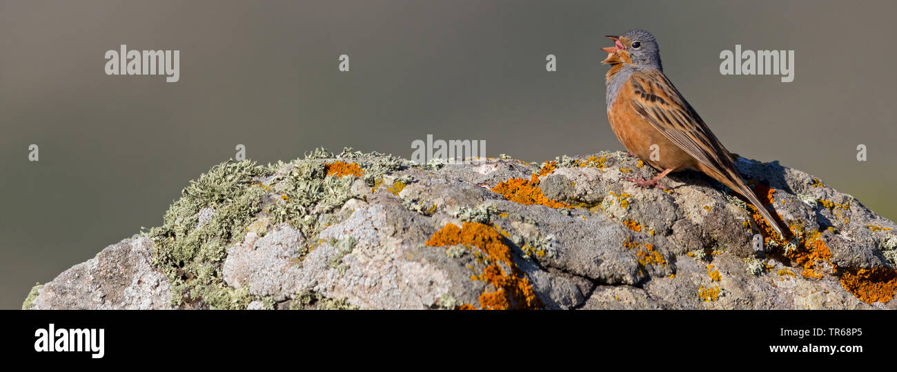 cretzschmar's bunting (Emberiza caesia), singing male on a rock, Greece, Lesbos Stock Photo