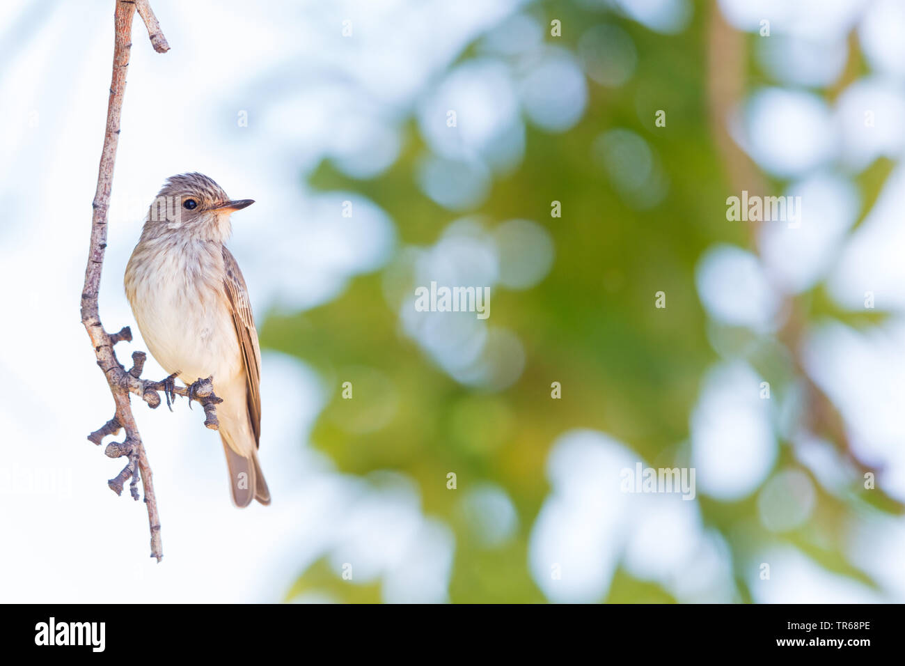 spotted flycatcher (Muscicapa striata), sitting on a branch, Greece, Lesbos Stock Photo