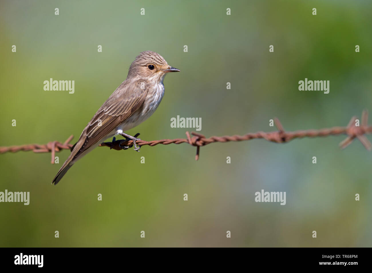 spotted flycatcher (Muscicapa striata), sitting on a rusty barb wire fence, Greece, Lesbos Stock Photo
