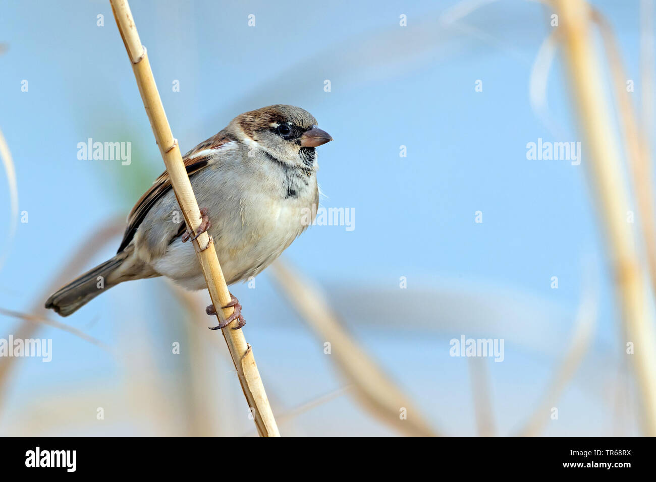 house sparrow (Passer domesticus), male sitting at a stem, Israel Stock Photo
