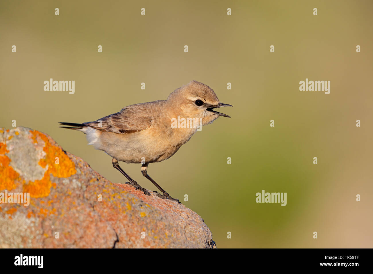 isabelline wheatear (Oenanthe isabellina), calling on a rock, Greece, Lesbos Stock Photo