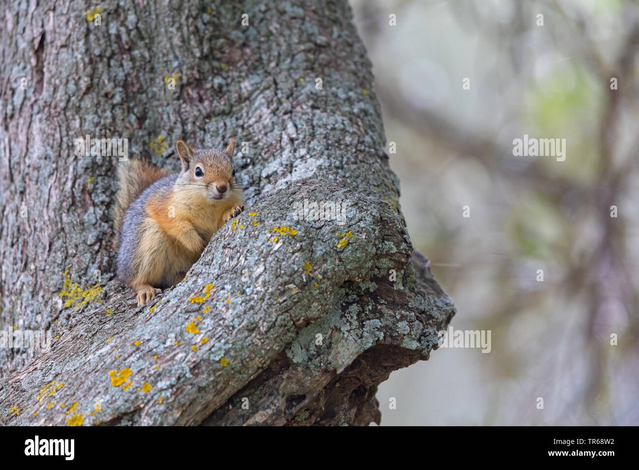 Persian squirrel (Sciurus anomalus), sitting on a tree, Greece, Lesbos Stock Photo