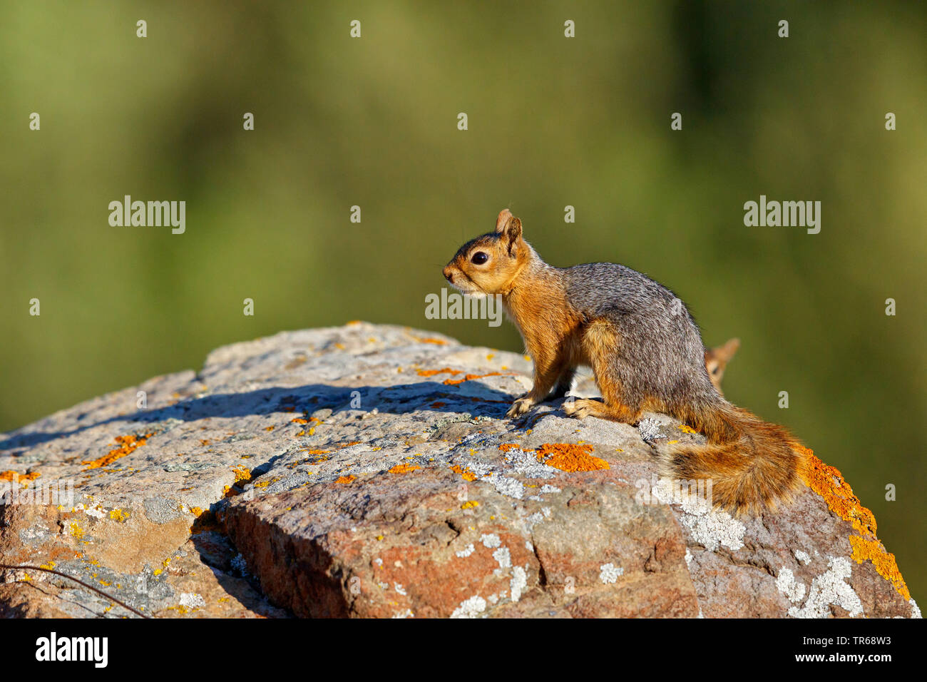 Persian squirrel (Sciurus anomalus), sitting on a lichened rock, Greece, Lesbos Stock Photo