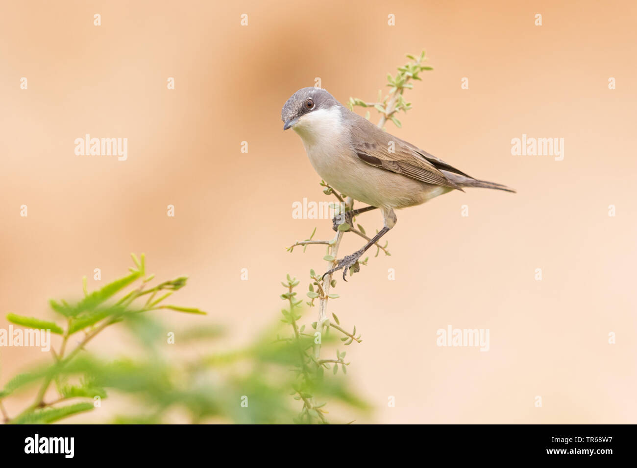 Lesser whitethroat (Sylvia curruca), sitting on a twig, Israel Stock Photo