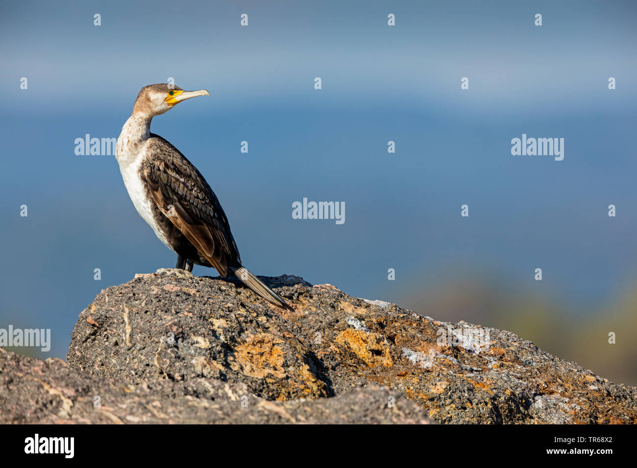 great cormorant (Phalacrocorax carbo), sitting on a rock and looking back, side view, Greece, Lesbos Stock Photo