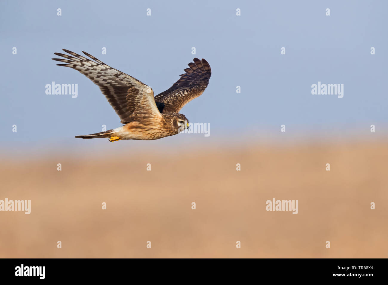 Flying hen harrier hi-res stock photography and images - Alamy