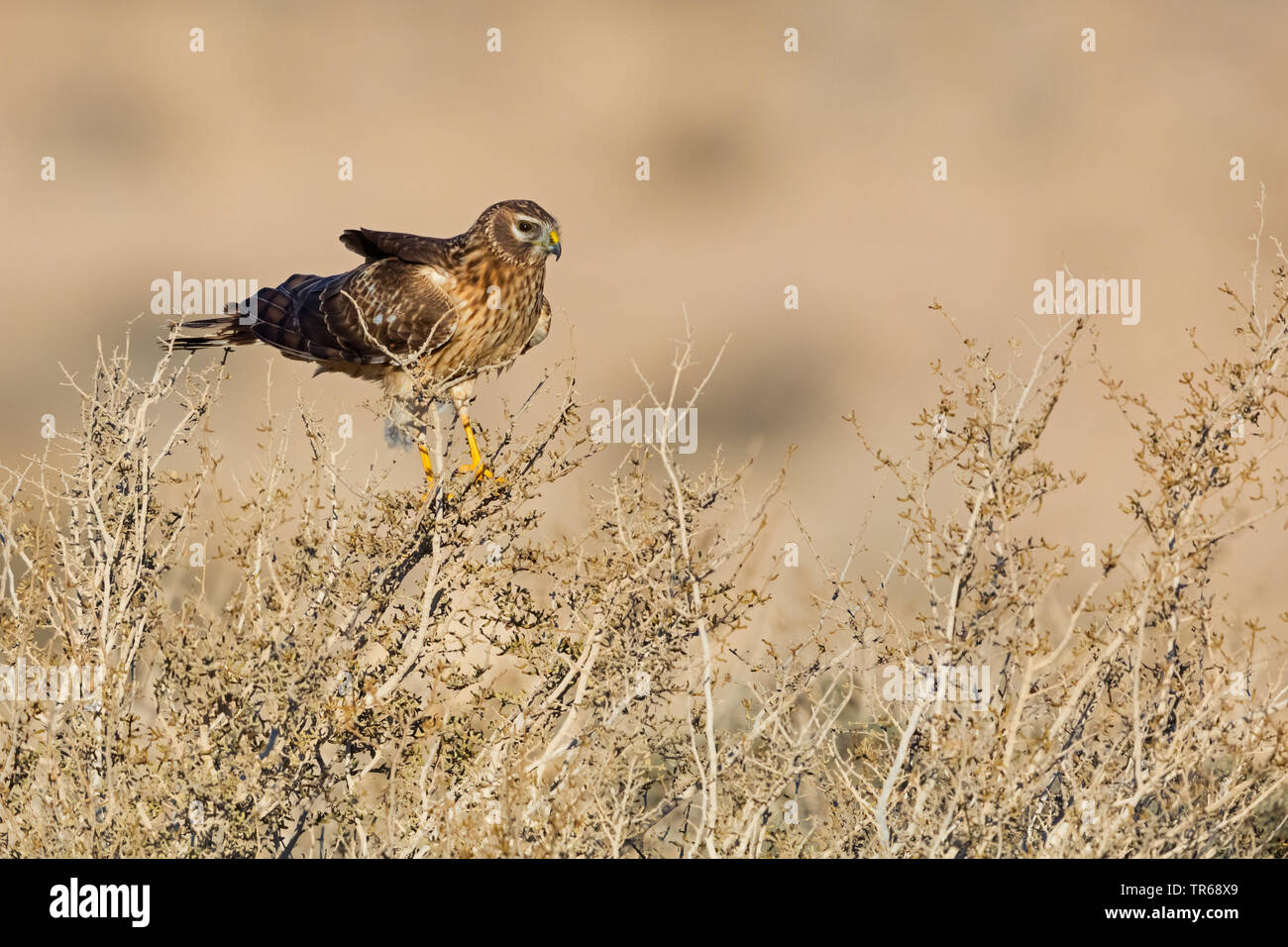hen harrier (Circus cyaneus), sitting in a dried brier, side view, Israel Stock Photo