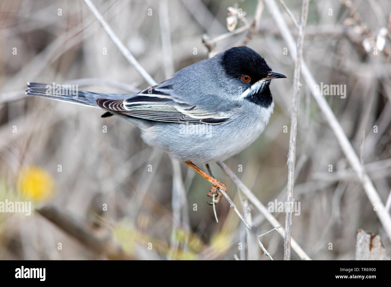 ruppell's warbler (Sylvia rueppelli), on a sprout, Israel Stock Photo