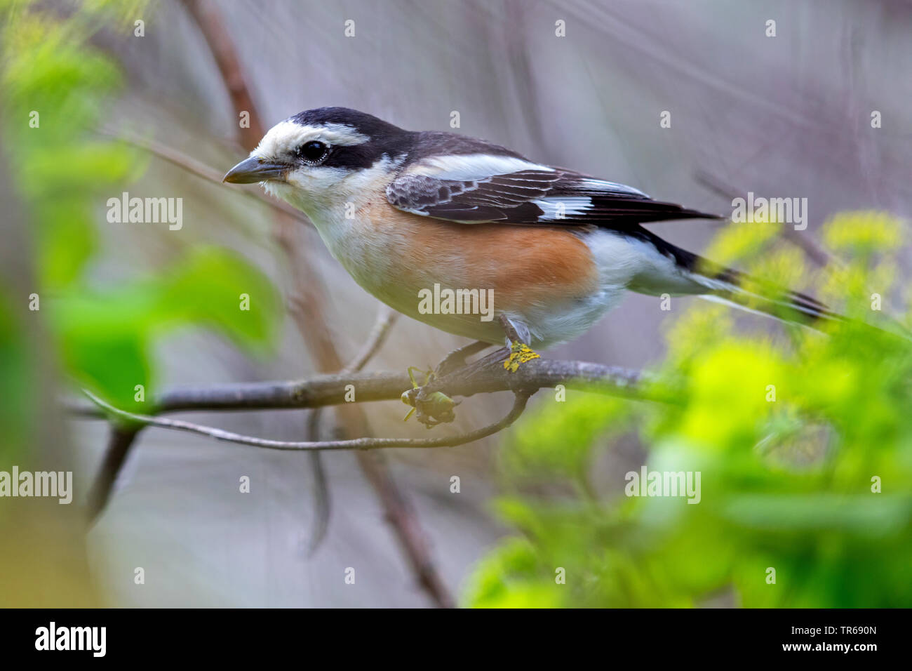 masked shrike (Lanius nubicus), male sitting on a branch, side view, Greece, Lesbos Stock Photo