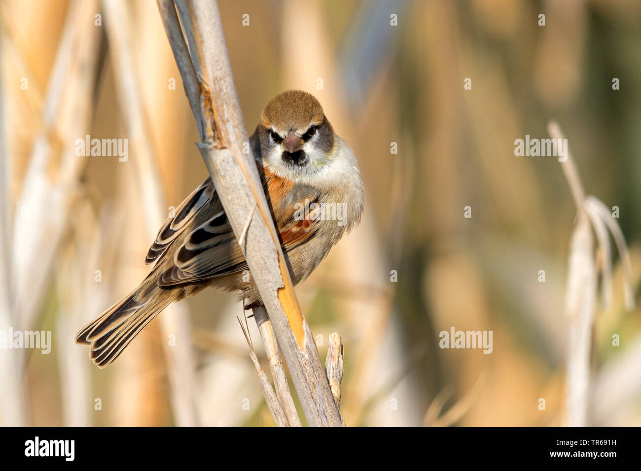 dead sea sparrow (Passer moabiticus), male sitting on a branch, Israel Stock Photo