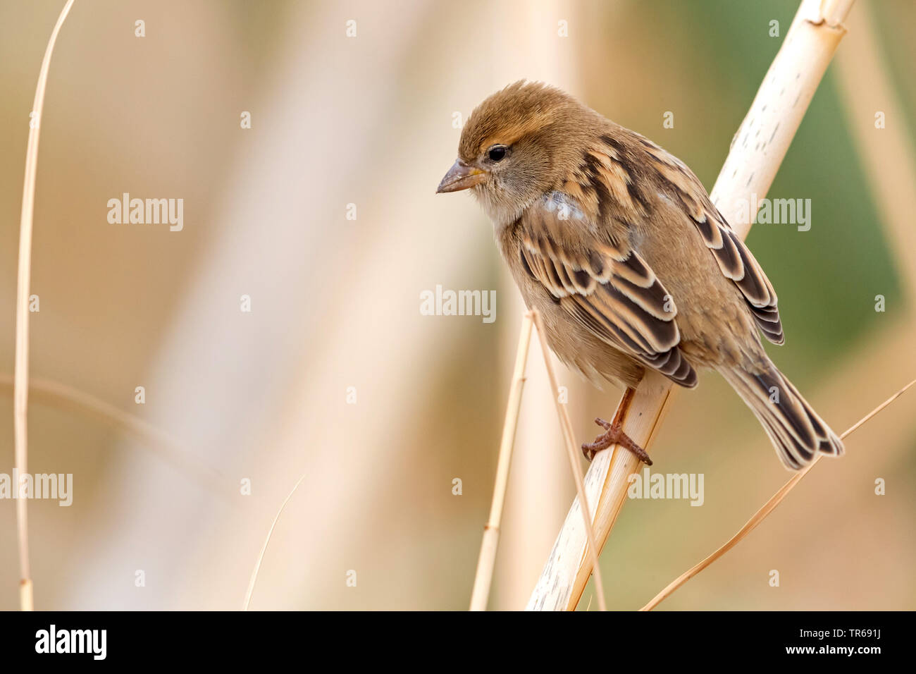 dead sea sparrow (Passer moabiticus), sitting on a branch, Israel Stock Photo