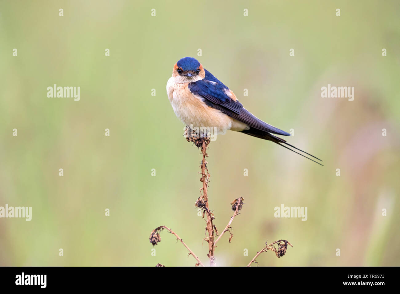 red-rumped swallow (Hirundo daurica), on a plant in a meadow, Greece, Lesbos Stock Photo