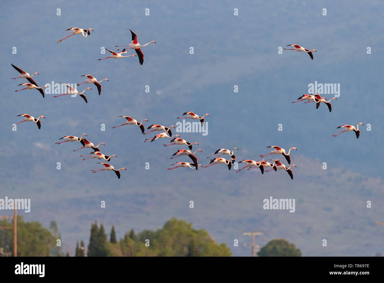 greater flamingo (Phoenicopterus roseus, Phoenicopterus ruber roseus), flying group, Greece, Greece, Lesbos Stock Photo