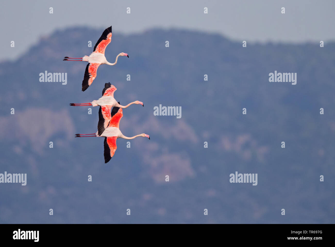 greater flamingo (Phoenicopterus roseus, Phoenicopterus ruber roseus), three flying flamingos, Greece, Lesbos Stock Photo