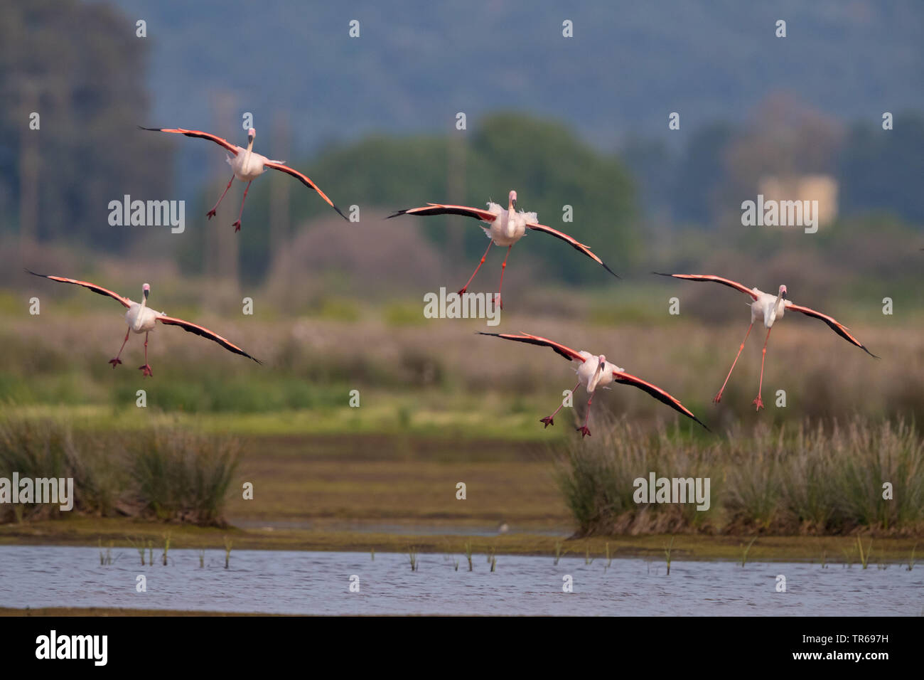 greater flamingo (Phoenicopterus roseus, Phoenicopterus ruber roseus), troop in approach, Greece, Lesbos Stock Photo